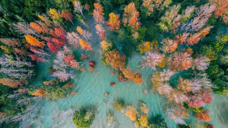 Seasonal colors in the Phong Huong forest
